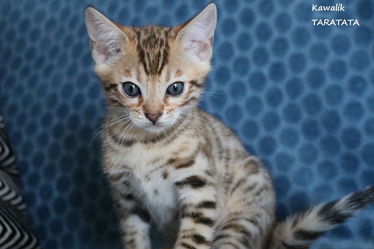 chaton bengal solide